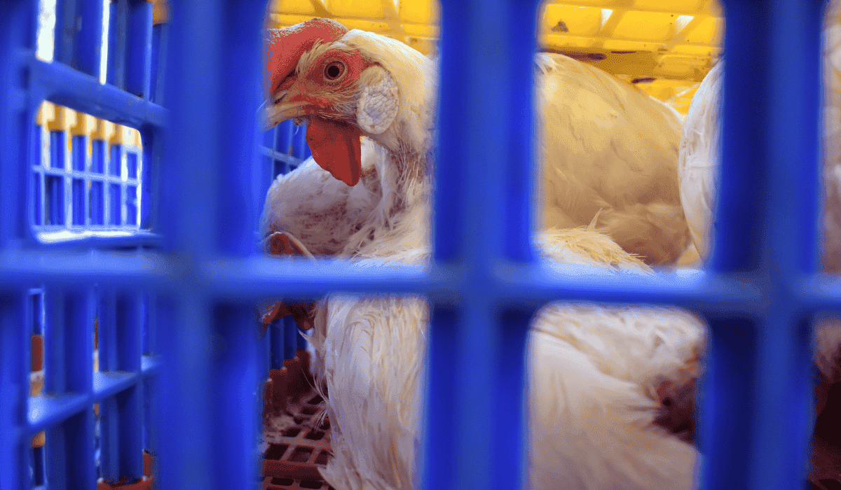 Bird Flu